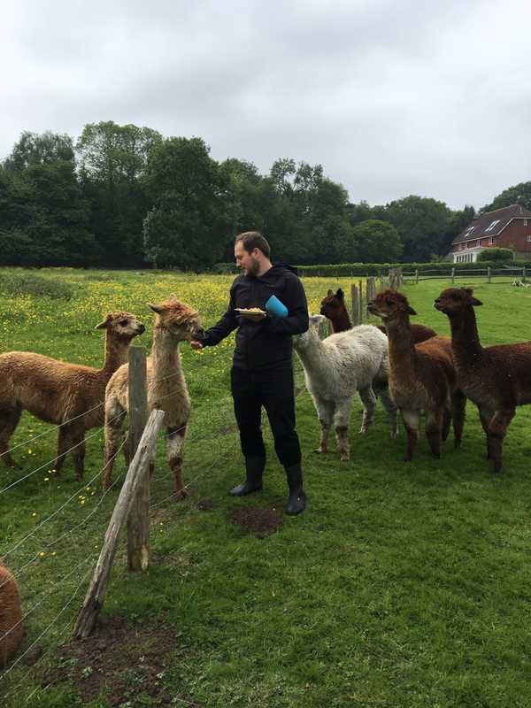 Chris feeding the alpaca while pet sitting near Tunbridge Wells